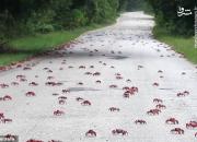فیلم/ مهاجرت ۵۰ میلیون خرچنگ قرمز