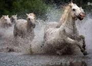 عکس/ عبور اسب‌های وحشی از رودخانه