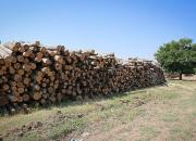 کشف دپو ۲۰ تن چوب قاچاق در شیراز+ فیلم