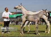 عکس/ جشنواره ملی زیبایی اسب اصیل ترکمن