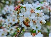 عکس/ شکوفه‌های بهاری درخت آلوچه