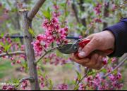 عکس/ بهار پر تلاش باغداران