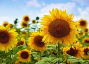 اثربخشی گیاه آفتابگردان بر سیستم گوارش
