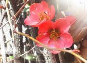 عکس/ شکوفه‌های بهاری درختان در بروجرد