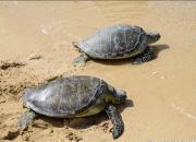 کمک به لاک‌پشت گرفتار در ساحل بوشهر+ فیلم