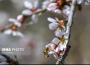 عکس/ شکوفه‌های بهاری در زمستان