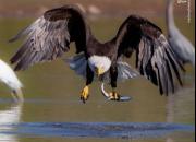 عکس/ ژست عقاب پس از شکار