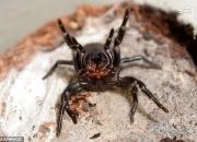 خطر تکثیرِ کشنده‌ترین عنکبوت جهان +عکس