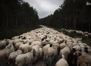 فیلم/ چرای گله گوسفندان در خیابان‌های ترکیه!