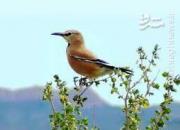 فیلم/ آواز پرنده زیبای بومی ایران؛ «زاغ بور»