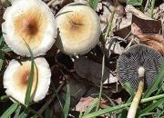 حقایقی جالب و شنیدنی در مورد قارچ‌ها