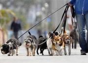 سگ‌گردانی در محل بازی کودکان در بوستان‌ها ممنوع شد