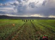 راه افتادن موج جدید گرانی مواد غذایی جهان در ۲۰۲۲