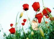 اجرای تئاتر«یه پر سفیدِ سفید» در اهواز