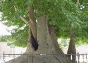 صدور شناسنامه برای درختان کهنسال کرج
