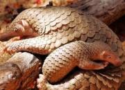 پانگولین‌ها منبع ویروس کرونا هستند؟