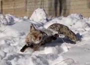 فیلم/ منجمد شدن روباه از سرمای شدید