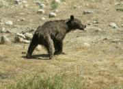 فیلم/ کوهنوردی خرس قهوه‌ای در آلپ ایران