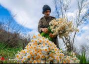 عکس/ برداشت گل نرگس در مازندران