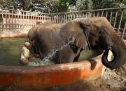 عکس/ آبتنی فیل در پاکستان