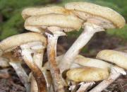 هشدار سازمان غذا و دارو درباره مسمومیت با قارچ