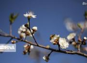 عکس/ شکوفه بهاری در باغات بهبهان