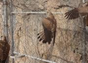 جزئیات کشف محموله  قاچاق پرندگان شکاری در لرستان