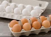 کاهش شدید قیمت تخم‌مرغ درب مرغداری