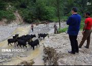 فیلم/ سیلاب وحشتناک در استان گلستان