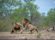 تصاویر دیدنی از نبرد شیرها