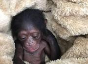 تشکیل پرونده برای شامپانزه ۳ ساله در دادگاه +عکس